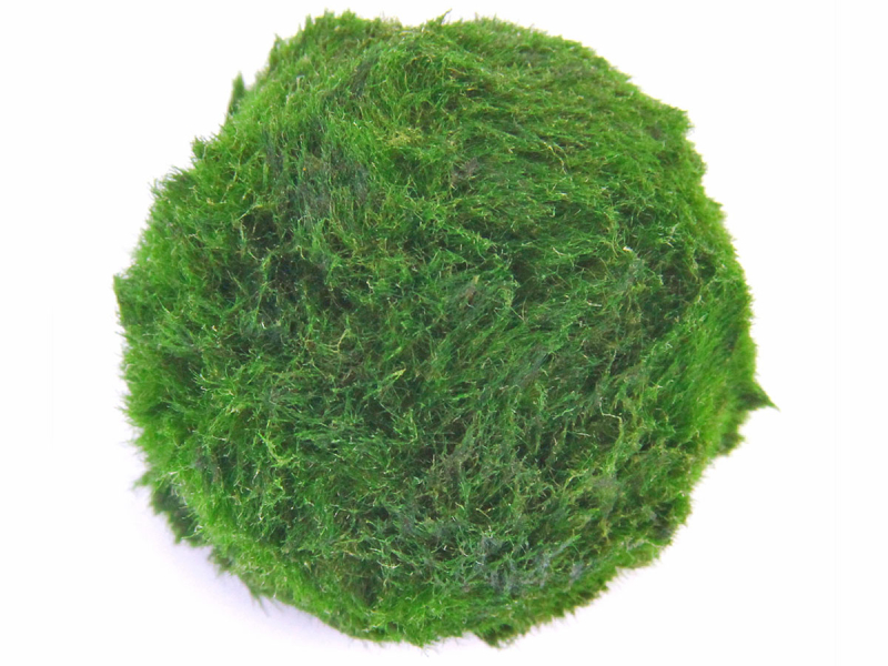 Moosball – Mooskugel - Aegagropila linnaei